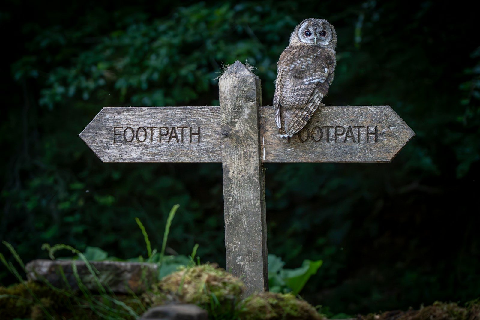 Owl perched on a wooden signpost in forest